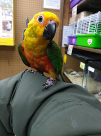 Whole Pets Market - Photo 4 - Car repair in Bronx, NY, Queens