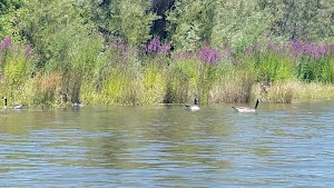 Forebay Aquatic Center - photo 37