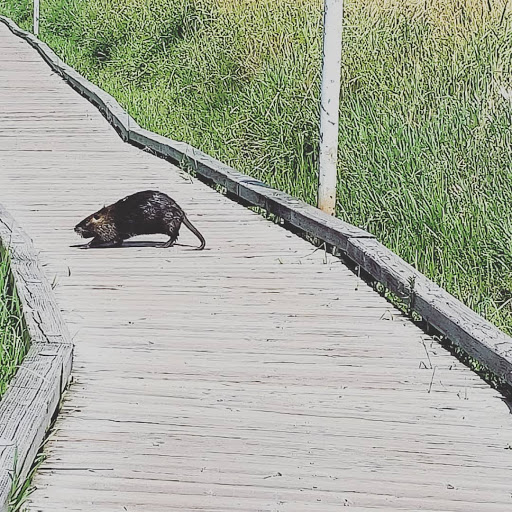 Park «N. Creek Park», reviews and photos, 1011 183rd St SE, Bothell, WA 98012, USA