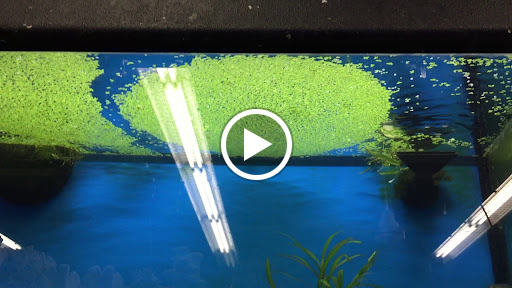 Pet Store «Critter Hut Aquarium & Pets», reviews and photos, 6637 Post Rd, North Kingstown, RI 02852, USA