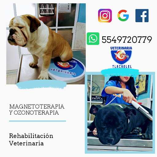 Servicio veterinario de emergencia Cuautitlán Izcalli