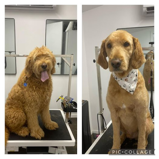 Pawfect Grooms