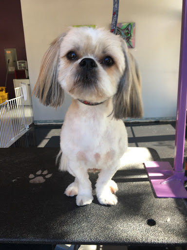 Pet Groomer «ÅSKA Pet Spa & Boutique», reviews and photos, 197 E 7th St, St Paul, MN 55101, USA