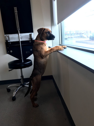 Pet Supply Store «Petco Animal Supplies», reviews and photos, 1265 Sergeant Jon Stiles Dr f, Highlands Ranch, CO 80129, USA