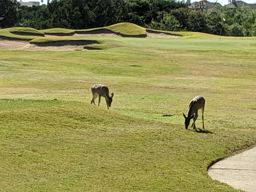 Golf Course «The Cliffs Resort Golf Course», reviews and photos, 160 Cliffs Dr, Graford, TX 76449, USA