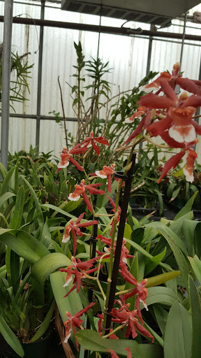 Florist «Dr Delphinium Flower & Orchid House», reviews and photos, 513 W Campbell Rd, Richardson, TX 75080, USA