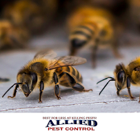 Allied Pest Control, Inc. - Photo 1 - Car repair in , Riverside