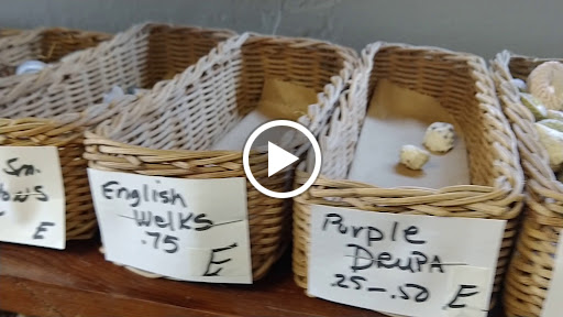 Gift Shop «Sea Shell Shoppe», reviews and photos, 120 N Austin St, Rockport, TX 78382, USA