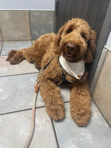 The Colony Animal Clinic