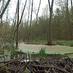 Photo n°12 de l'avis de Daniel.o fait le 25/04/2024 à 14:23 sur le  Waldseehotel Wirchensee à Neuzelle