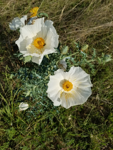 Park «Culebra Creek Park», reviews and photos, 10919 Westwood Loop, San Antonio, TX 78254, USA