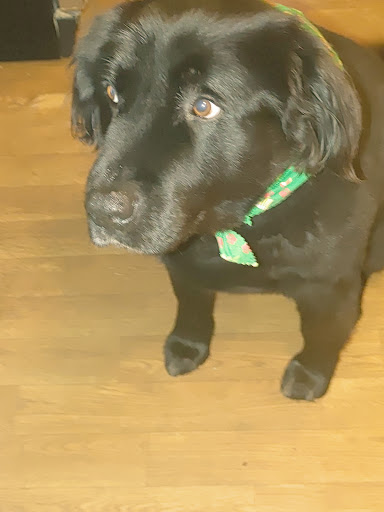 Kennel «All Creatures Great & Small», reviews and photos, 3632 James B White Hwy S, Whiteville, NC 28472, USA