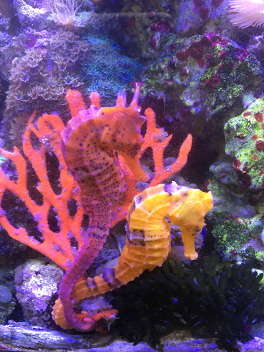 Pet Store «Pet World», reviews and photos, 891 Harriman Pl, San Bernardino, CA 92408, USA