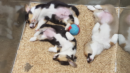 Pet Store «Critter Cabana - Wilsonville», reviews and photos, 8406 SW Main St #200, Wilsonville, OR 97070, USA