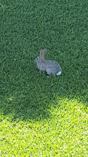 Park «Angel Park», reviews and photos, Angel Park Trail, Las Vegas, NV 89145, USA