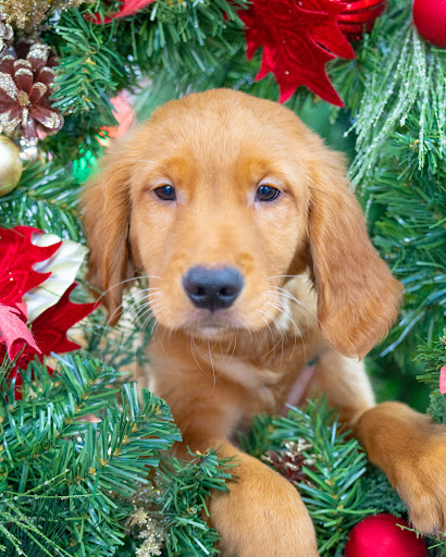 Pet Store «Petland of Plantation», reviews and photos, 801 S University Dr, Plantation, FL 33324, USA