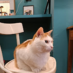 Photo n°5 de l'avis de Ale. fait le 16/09/2023 à 18:02 sur le  Crazy Cat Café à Milan