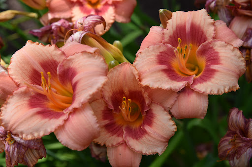 History Museum «Chesapeake Bay Maritime Museum», reviews and photos, 213 North Talbot Street, St Michaels, MD 21663, USA