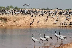 Khichan Bird Sanctuary image