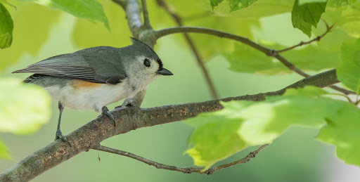 Park «Sodalis Nature Park», reviews and photos, 7700 S County Rd 975 E, Plainfield, IN 46168, USA