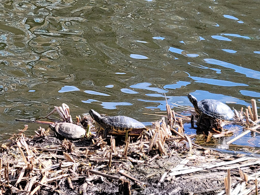 Garden «Conservatory Garden», reviews and photos, 402 5th Ave, New York, NY 10029, USA