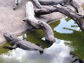 Alligator Park - Everglades Saint-Pourçain-sur-Besbre