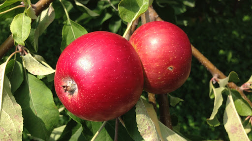 Produce Market «Highland Orchards Farm Market», reviews and photos, 1431 Foulk Rd, Wilmington, DE 19803, USA