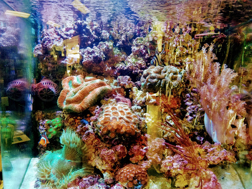 Tropical Fish Store «The Aquarium Connection», reviews and photos, 1663 E Los Angeles Ave, Simi Valley, CA 93065, USA