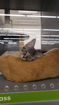 PetSmart - Photo 7 - Car repair in Plain City, OH, Columbus