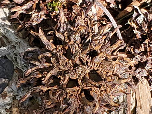 State Park «Borderland State Park», reviews and photos, 259 Massapoag Ave, North Easton, MA 02356, USA