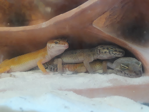 Pet Supply Store «Petco Animal Supplies», reviews and photos, 1410 N Loop 336 W, Conroe, TX 77304, USA