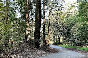 Redwood Bowl Staging Area image