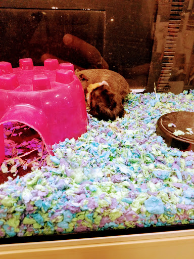 Pet Supply Store «PetSmart», reviews and photos, 1700 Norman Dr #200, Valdosta, GA 31601, USA