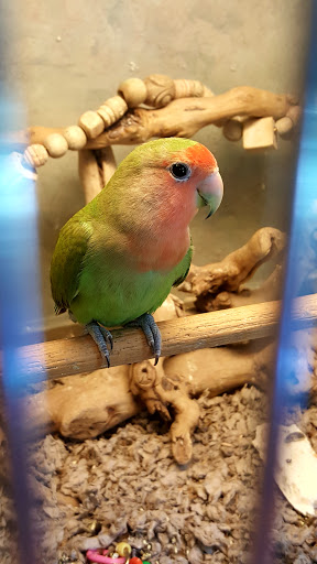 Pet Store «Exotic Pets», reviews and photos, 2410 N Decatur Blvd #160, Las Vegas, NV 89108, USA