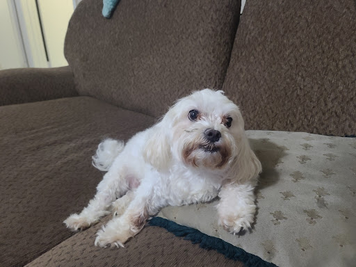 Pet Supply Store «Rucker Pet & Wild Bird», reviews and photos, 3245 Peachtree Pkwy, Suwanee, GA 30024, USA