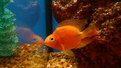 Pet Supply Store «Petco Animal Supplies», reviews and photos, 8010 Wedgewood Ln N, Maple Grove, MN 55369, USA