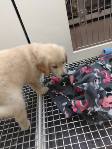 Pet Supply Store «PetSmart», reviews and photos, 6251 N Davis Hwy, Pensacola, FL 32504, USA