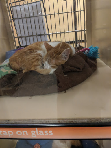 Pet Supply Store «PetSmart», reviews and photos, 5890 Trussville Crossings Pkwy, Birmingham, AL 35235, USA