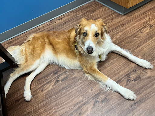 Mt. Hood Pet Medical image