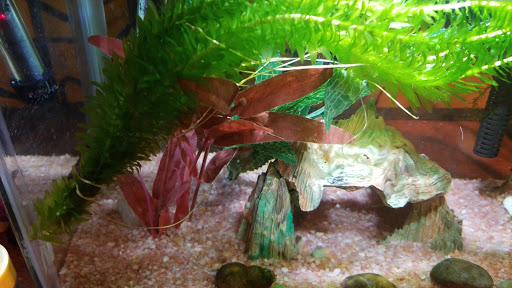 Pet Store «All About Pets», reviews and photos, 2204 NJ-35, Sea Girt, NJ 08750, USA