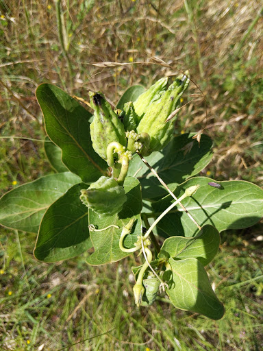 Park «Gateway Park», reviews and photos, 2500 N Jim Miller Rd, Dallas, TX 75227, USA