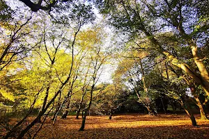 Anlaby Woods image