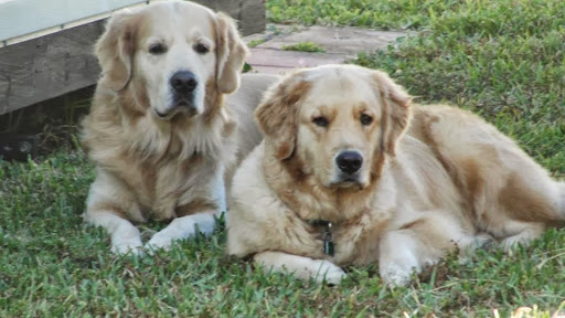 Pet Groomer «Mario`s Pet Grooming & Boutique», reviews and photos, 708 SE 17th St, Fort Lauderdale, FL 33316, USA