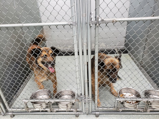 Desoto County Animal Control