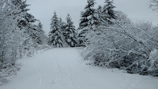 Nature Preserve «Beaverton Creek Wetlands Natural Area», reviews and photos, SW 153rd Dr, Beaverton, OR 97006, USA