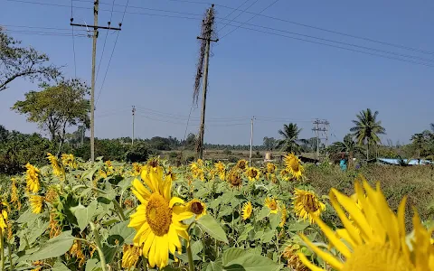 Sunflower Field image