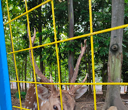 Penangkaran Satwa Rusa Totol photo