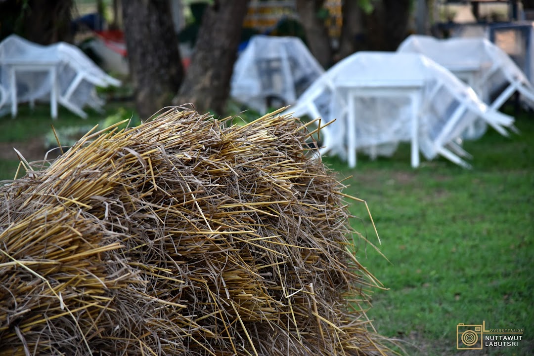 พรรณฟรุต OrganicFarm lovebettafish