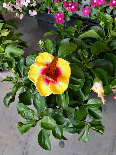 Hardware Store «Vision Ace Hardware», reviews and photos, 8538 Gunn Hwy #10, Odessa, FL 33556, USA