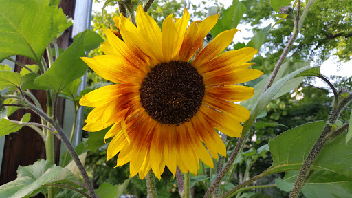 Park «Fort Reno Park», reviews and photos, Donaldson Pl NW, Washington, DC 20016, USA